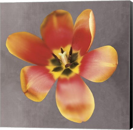 Framed Sunshine Tulip Print