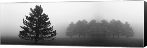 Framed Misty Pines Print
