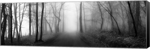 Framed Woodland Walk Print