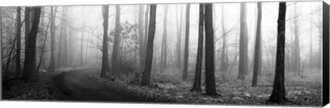 Framed Forest Path Print