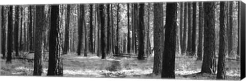 Framed Tree Curtain Print