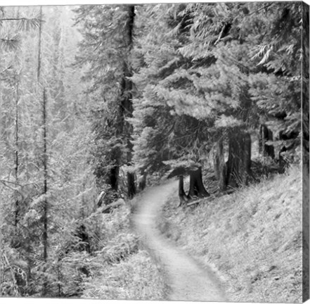 Framed Pine Path Print