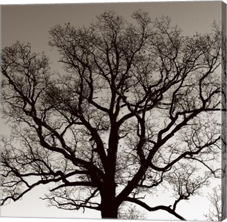 Framed Majestic Oak Print
