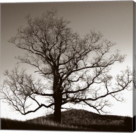 Framed Oak Hillside Print