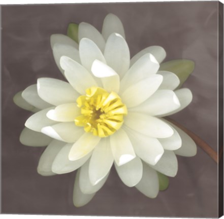 Framed Water Lily Print