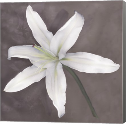 Framed White Lily Print