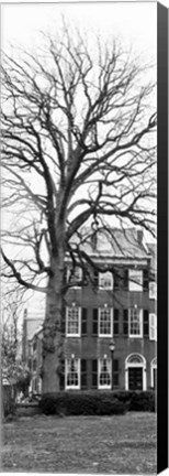 Framed Tree with House Print