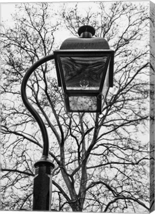 Framed Lamp and branches Print