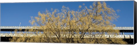 Framed Golden Tree Print