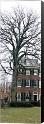Framed Tree with House (Color) Print