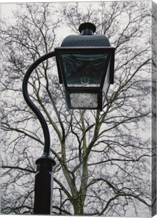 Framed Lamp and Branches (Color) Print