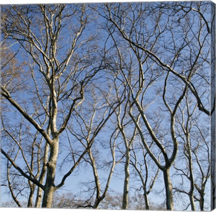 Framed January Branches I (Color) Print