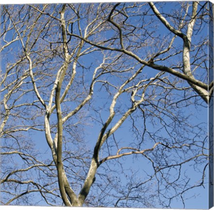 Framed January Branches II (Color) Print