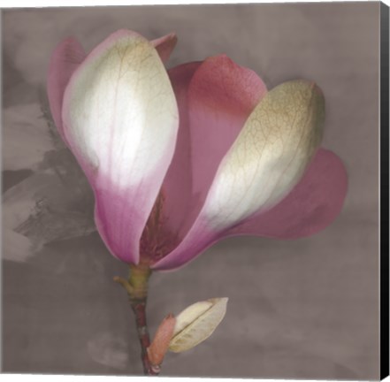 Framed Magnolia Print