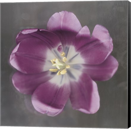 Framed Purple Tulip Print