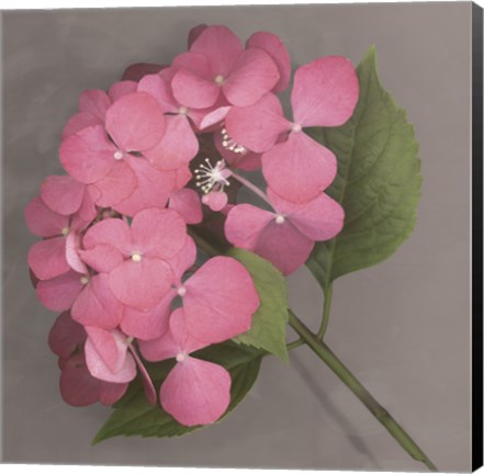 Framed Pink Hydrangea Print