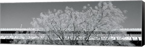 Framed Golden Tree (b/w) Print