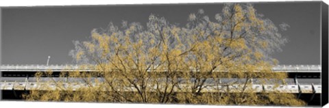 Framed Golden Tree (Color and b/w) Print