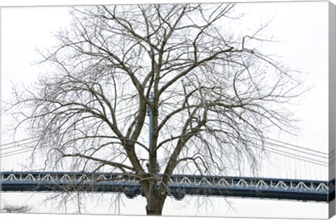 Framed Manhattan Bridge Span with Tree Print