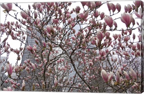 Framed Springtime in New York Print