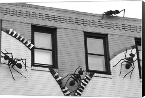 Framed Ants (b/w) Print