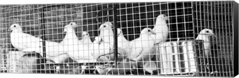 Framed Doves (b/w) Print