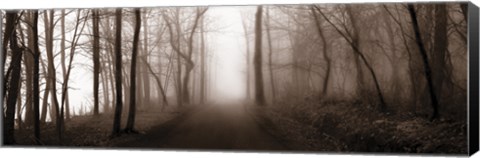 Framed Woodland Walk (Sepia) Print