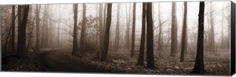 Framed Forest Path (Sepia) Print