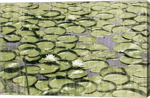 Framed Les Nympheas Print