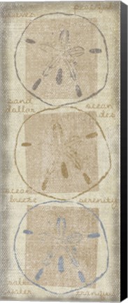 Framed Sand Dollar Print
