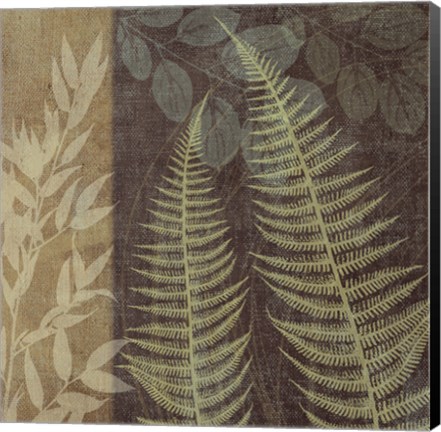 Framed Ferns I Print