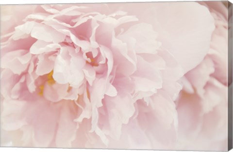 Framed Peony I Print