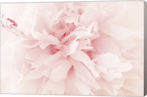 Framed Peony II Print