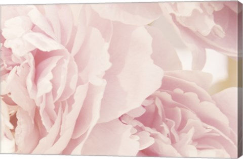 Framed Peony IV Print