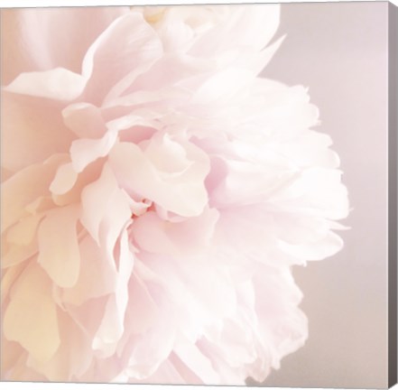 Framed Peony V Print