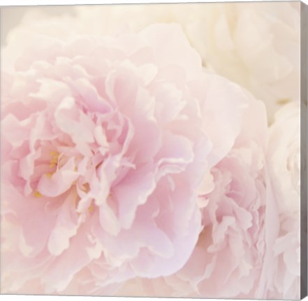 Framed Peony VI Print