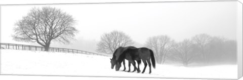 Framed Grazing Pair Print
