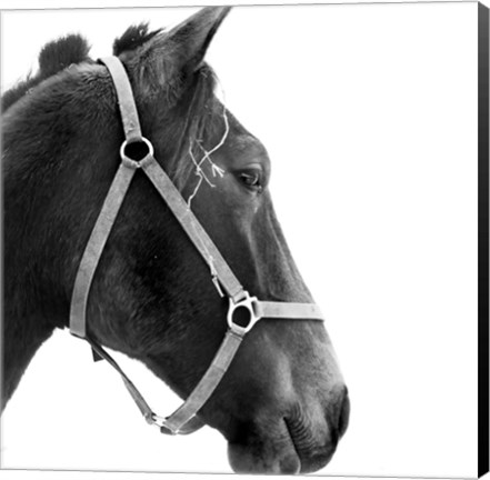 Framed Profile Print