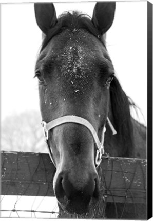 Framed Snowy Close Up Print