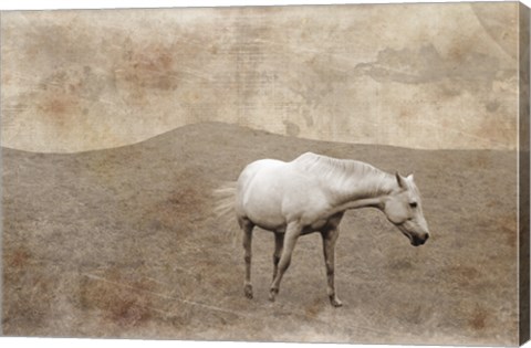 Framed White Horse Vintage Print