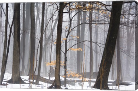 Framed Foggy Forest Print