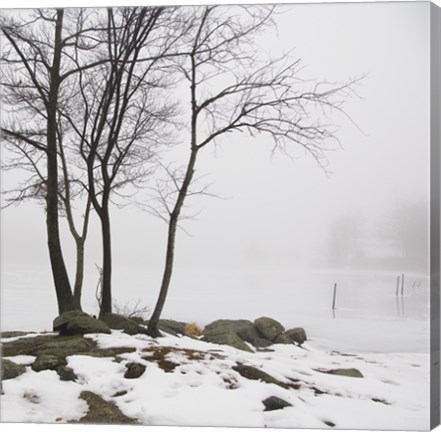 Framed Four Trees Print