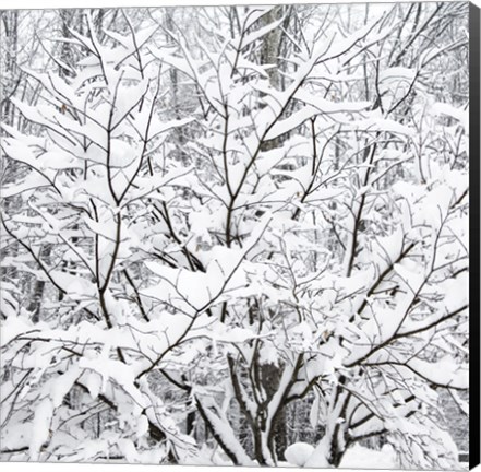 Framed Snow Filled Branches Print