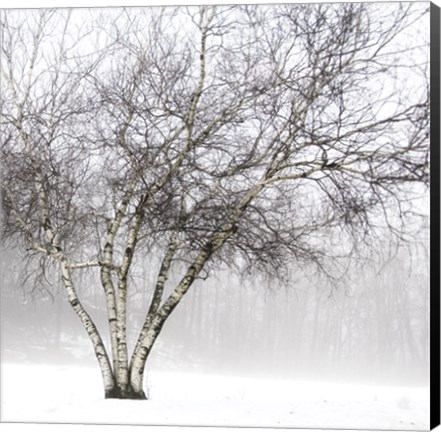 Framed Winter Birch Print
