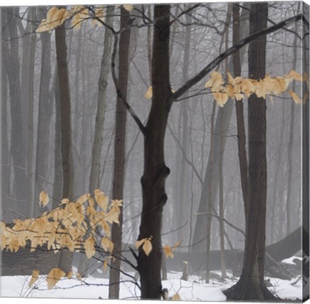 Framed Winter Forest Print