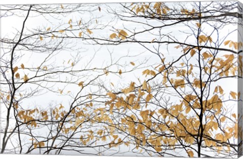 Framed Winter Leaves Print