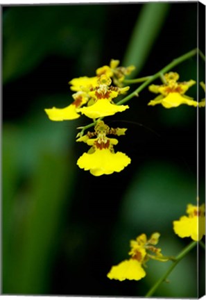 Framed Singapore, Dancing Lady Orchid flower Print