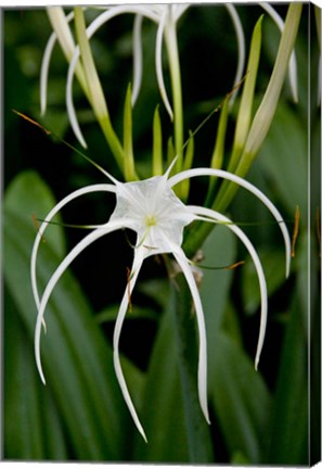 Framed National Orchid Garden, Singapore Print