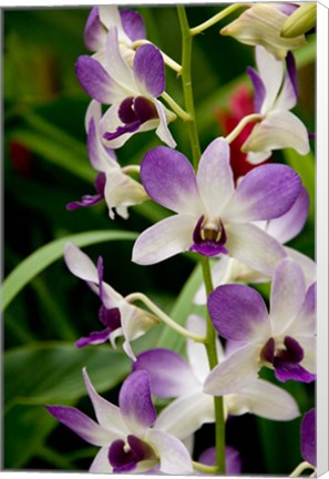 Framed Flowers in National Orchid Garden, Singapore Print