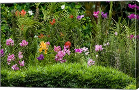 Framed Flower Bed, National Orchid Garden, Singapore Print